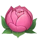 Flower pink