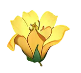 Flower yellow